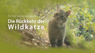 DVD Die Rückkehr der Wildkatze