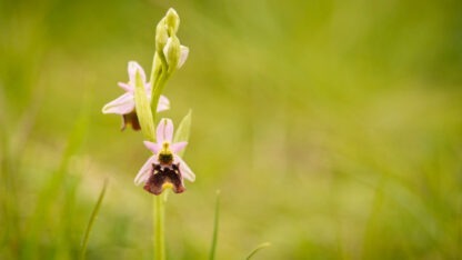 Bienenragwurz David Cebulla Orchideend des Saaletals
