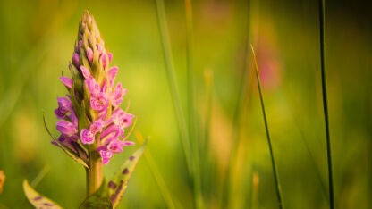 Breitblättriges Knabenkraut Verborgene Schönheit - Die Orchideen des Salletals David Cebulla