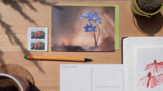 Postkarte Leberblümchen David Cebulla