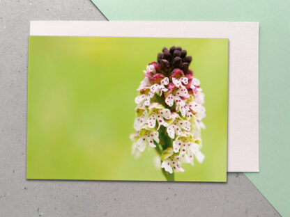 Vorschau Postkarte A6 Orchidee Brandknabenkraut auf grünem Papier