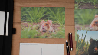 Postkarte Bunter Feldhamster schaut aus dem Bau | David Cebulla