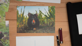 Postkarte Schwarzer Feldhamster | David Cebulla Naturfilme