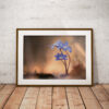 Vorschau A3 Fineart Poster Frühblüher Leberblümchen | David Cebulla Naturfilme