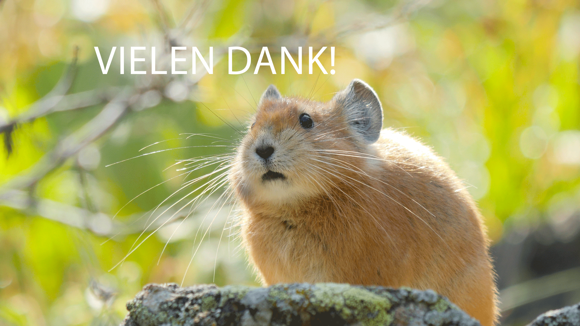 Große Unterstützung Pika David Cebulla